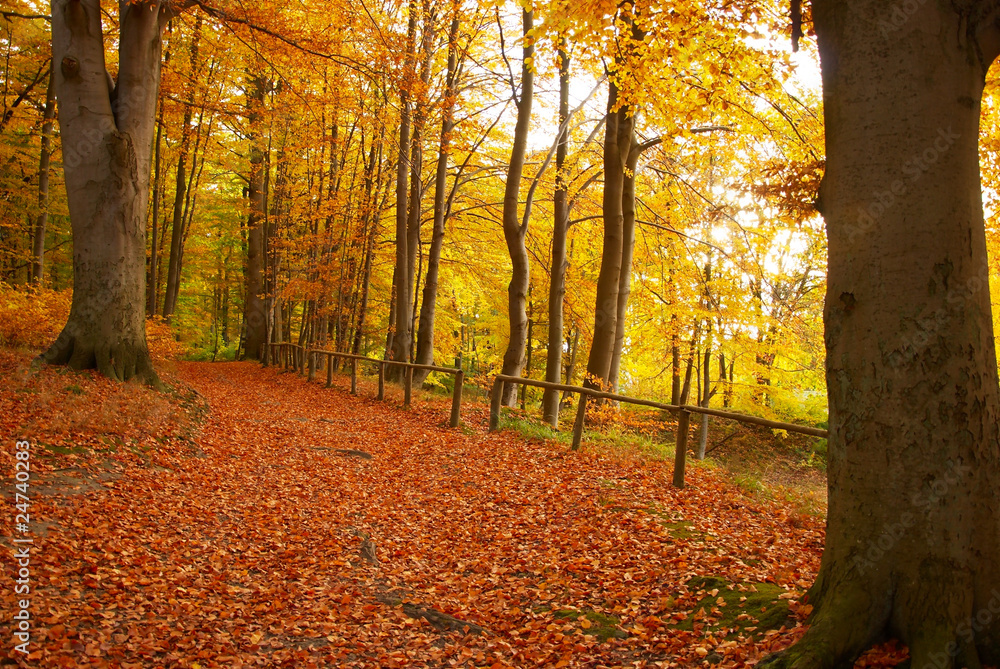 Fototapeta premium Herbstwald