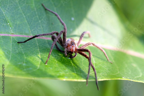Nursery-web Spider - Pisauridae
