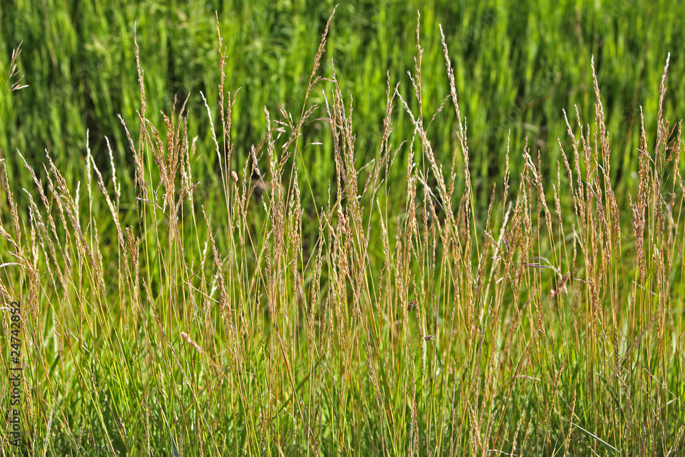 Grass Flower Grass Flower