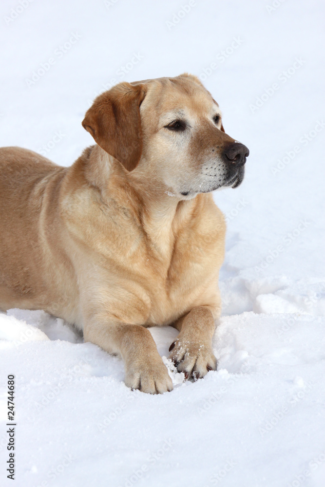 Labrador Retriever im Schnee