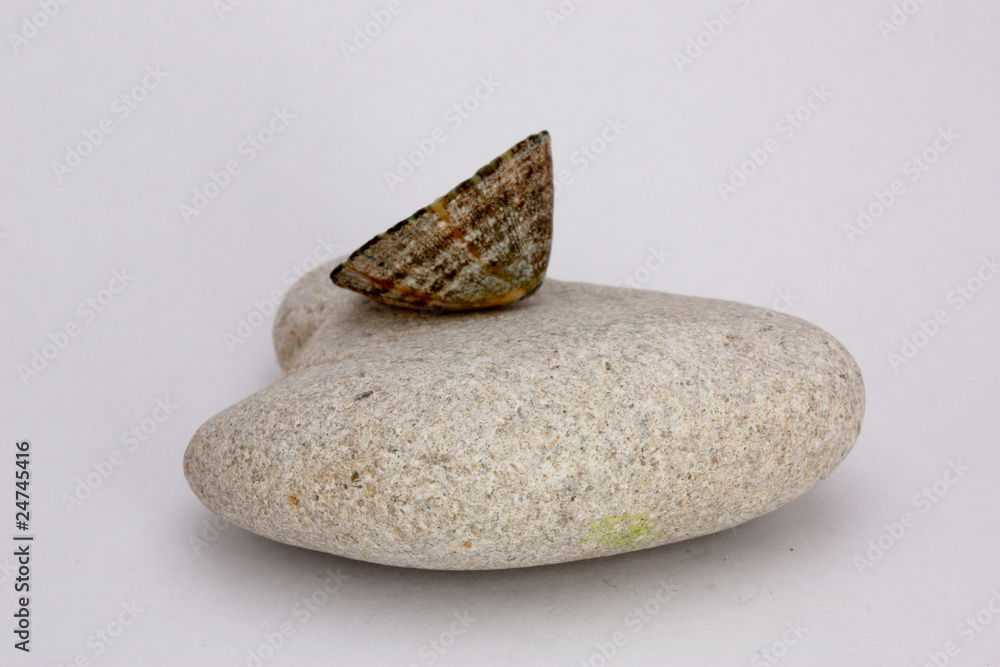 coquillage 106 coquillage 106