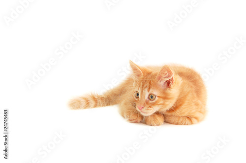 red funny playful kitten
