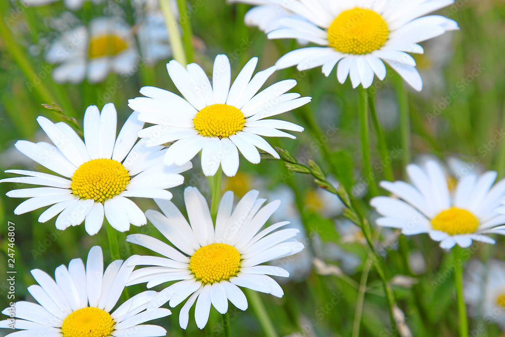 Fototapeta premium Margeriten