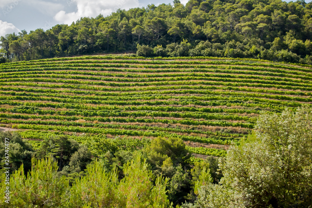 Vignes provençales dans la région du Vaucluse en France