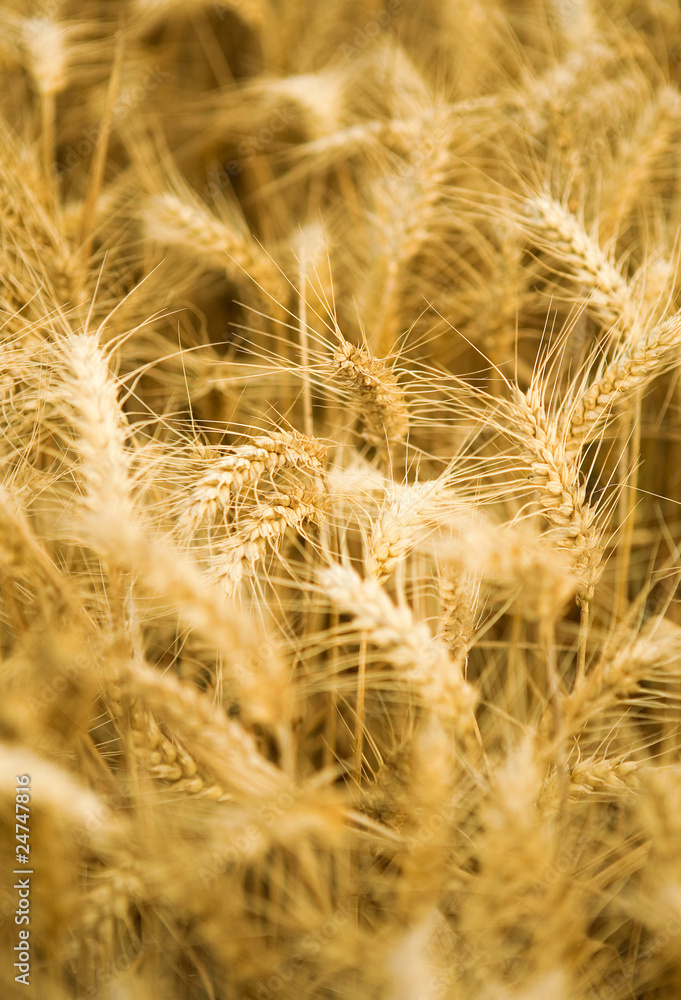Fototapeta premium Ripe golden wheat spikes
