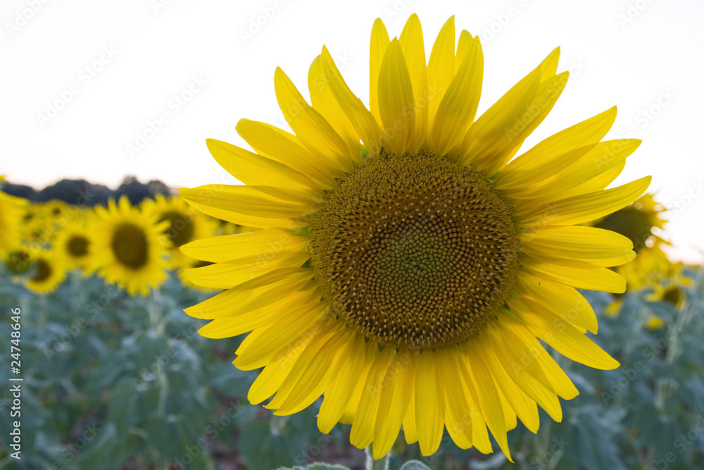 Fototapeta premium girasol, girasoles