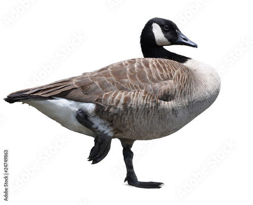 Canada Goose isolated