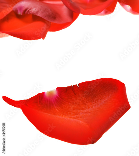 Red rose petals on white.