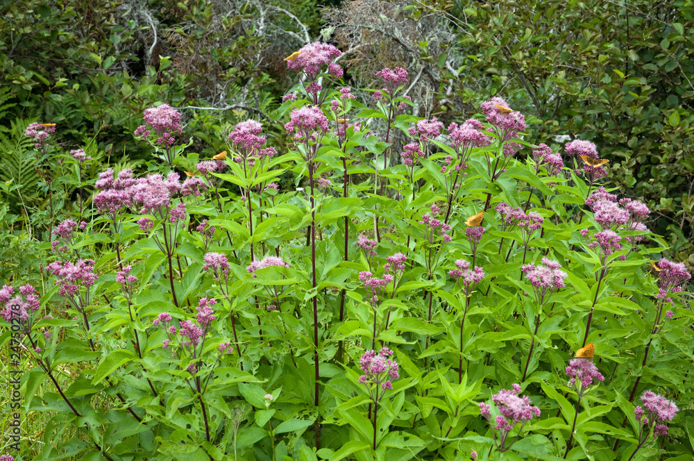 Butterflies covering a wildflower bush Butterflies covering a wildflower bush