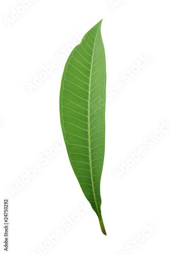 Tropical leaf isolated on white  frangipani  - path included