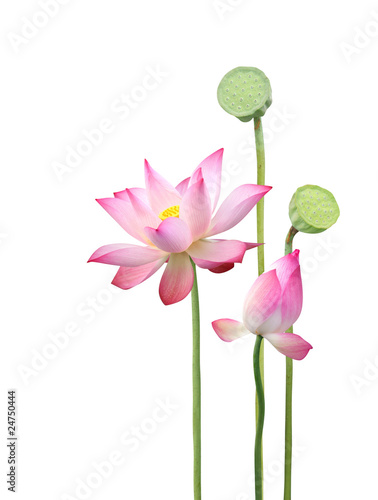 lotus flower and seedpod