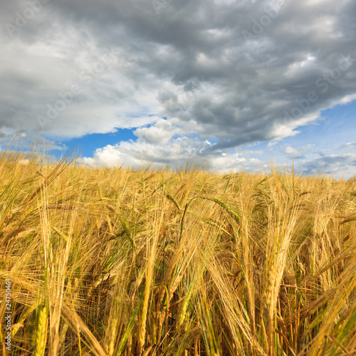 Wheaten field