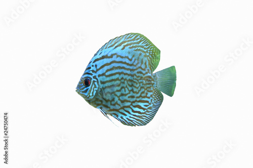 Blue Discus Tropical Aquarium Fish 1