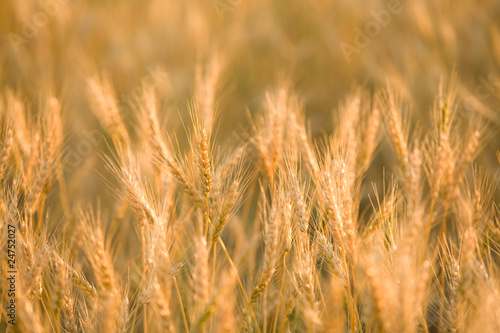 Gold wheat © MP_P