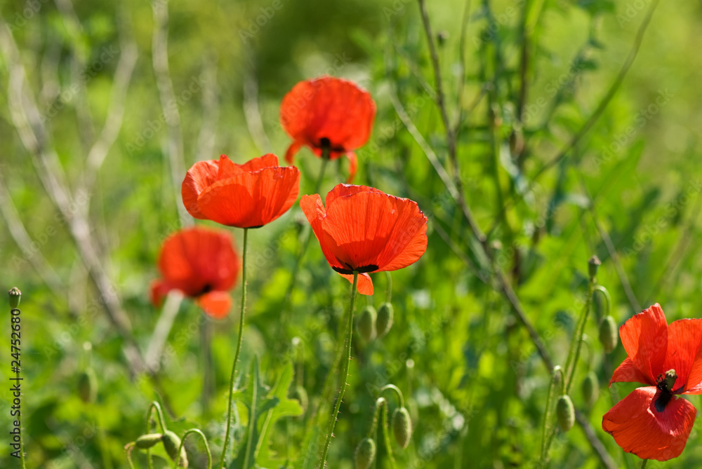 Obraz premium Mohnblumen auf der Wiese
