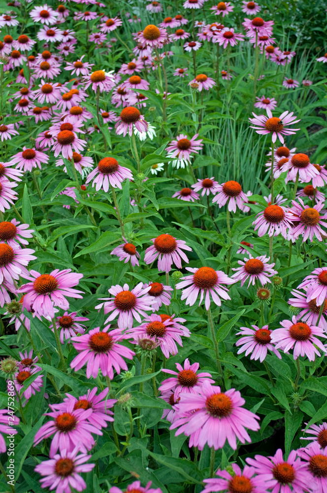 Purpur-Sonnenhut - Echinacea purpurea Purpur-Sonnenhut - Echinacea purpurea