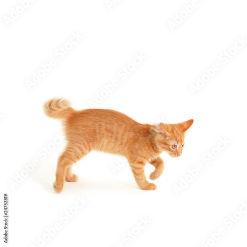 angry kitten isolated on white background