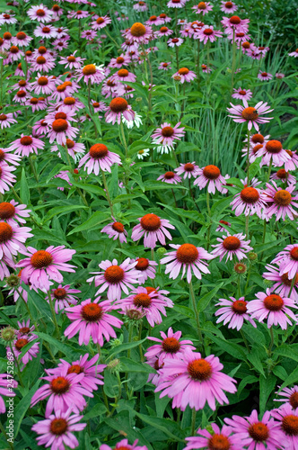 Purpur-Sonnenhut - Echinacea purpurea
