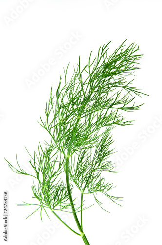 fresh green dill isolated over white