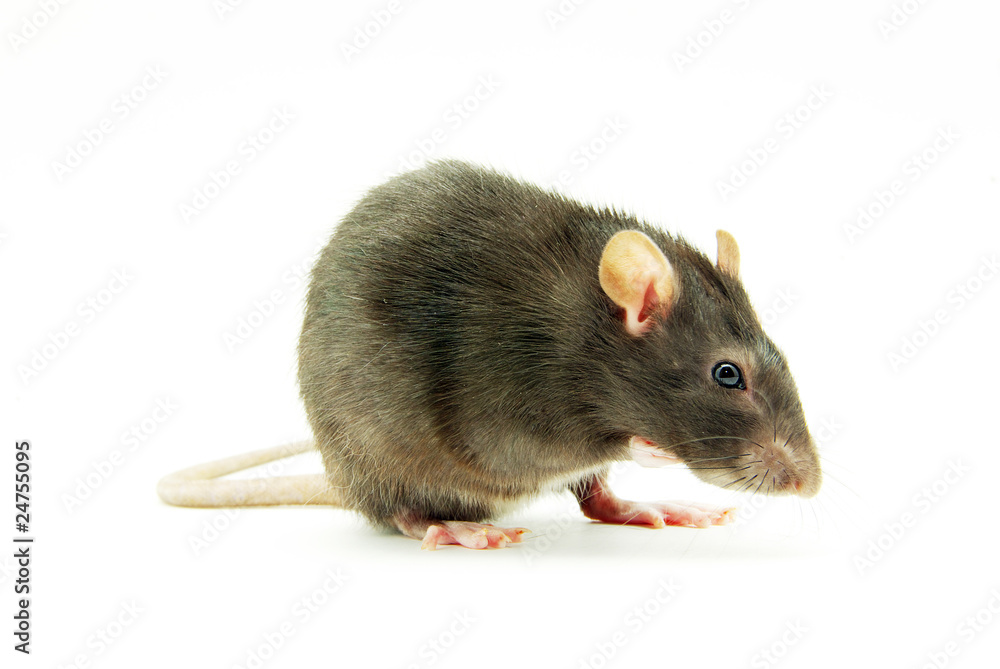 rat rat