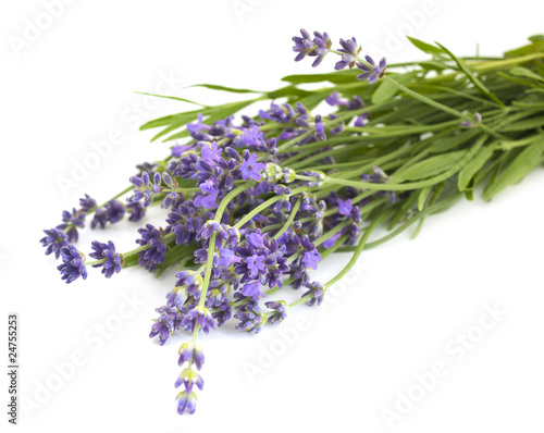 Lavender on a white background