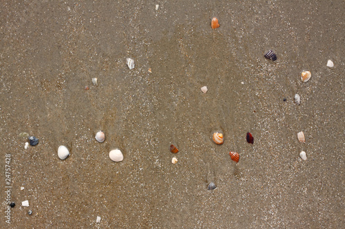 Muscheln am Strand