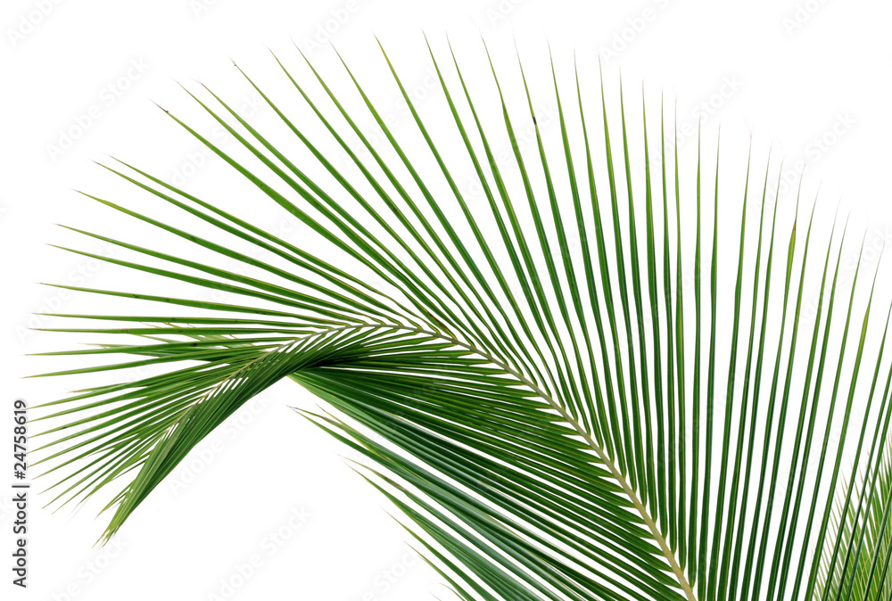 Fototapeta premium palme de cocotier, fond blanc
