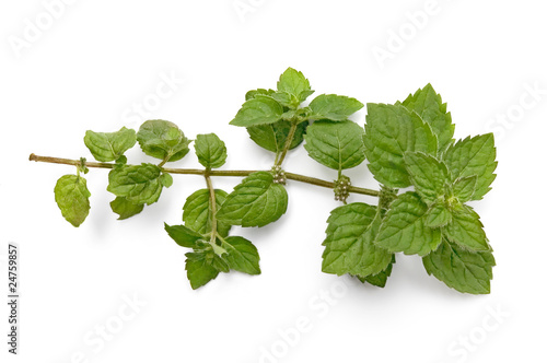A green sprig of mint