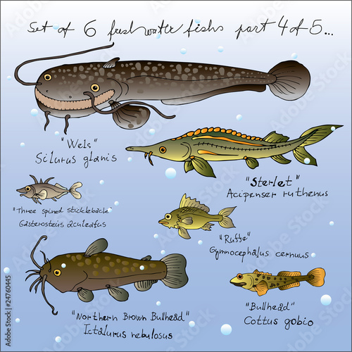 set of vector freshwater fishs 4