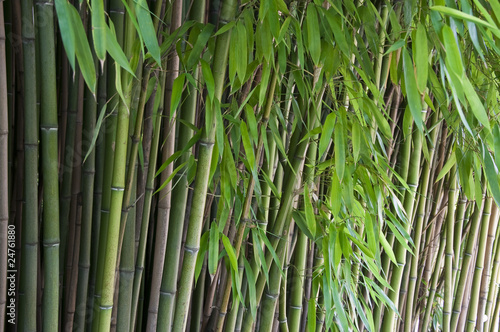 Bambus mit Blättern