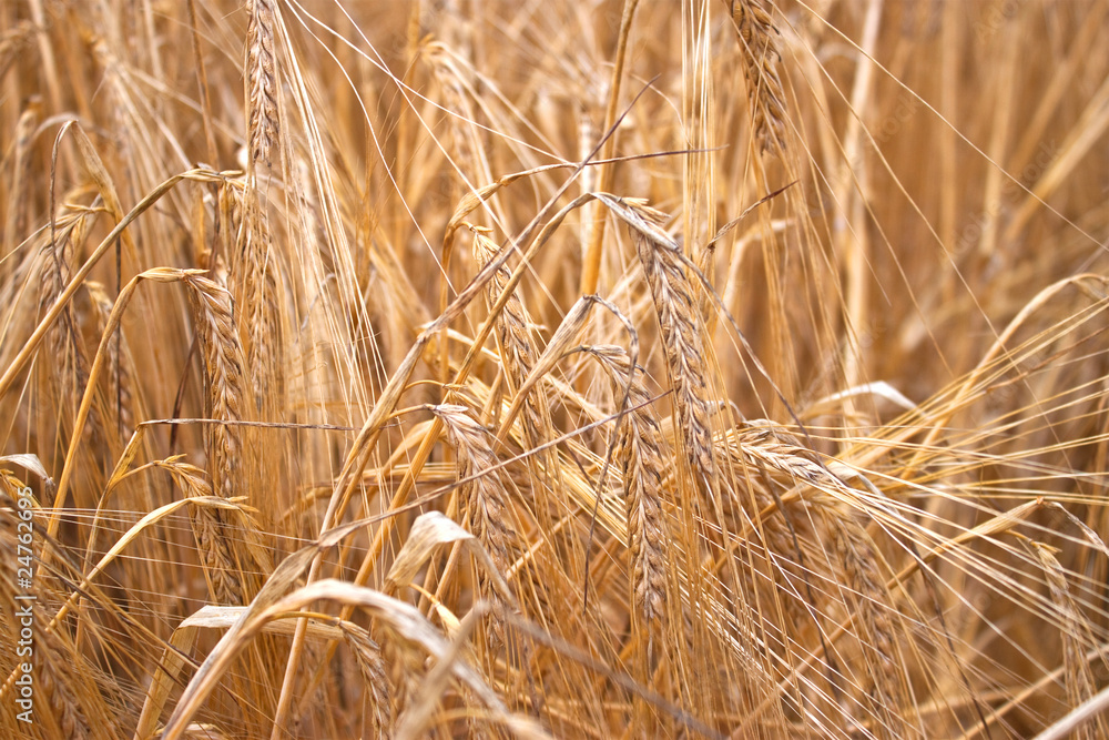 Fototapeta premium Ears of Wheat