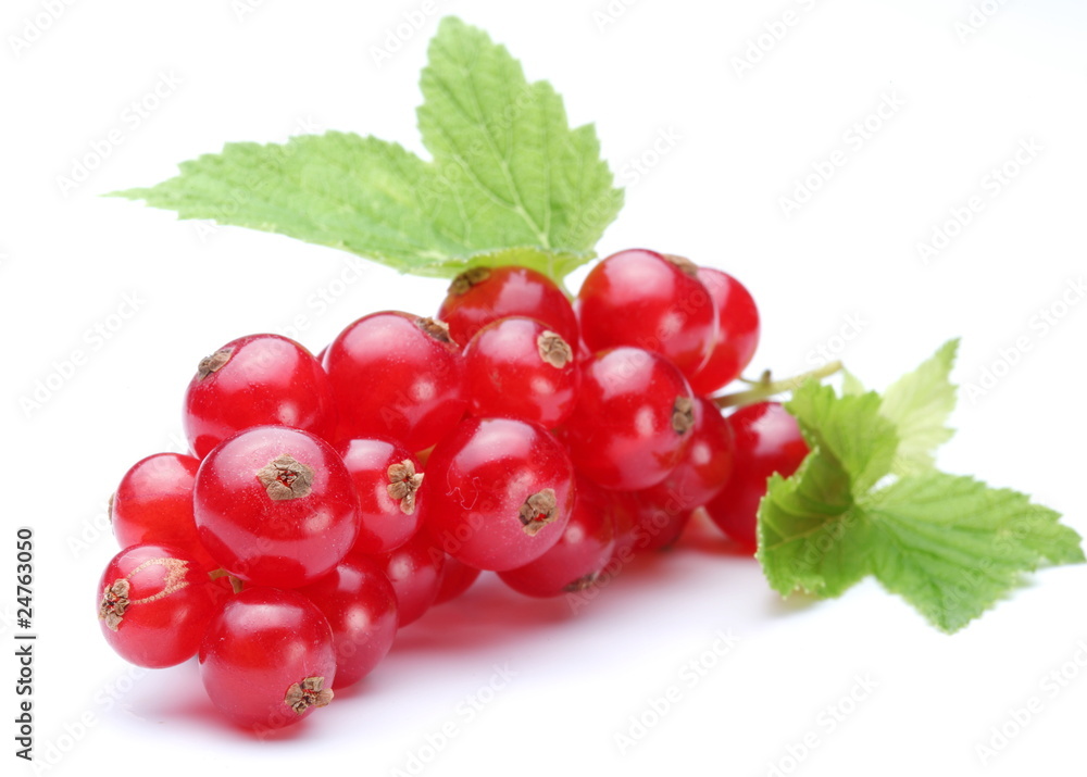Bunch of red currants on a white background Bunch of red currants on a white background