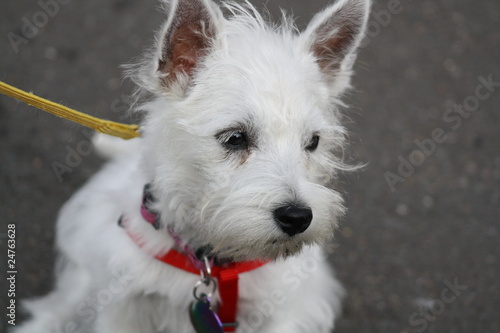 Canvas Print west highland terrier puppy 1
