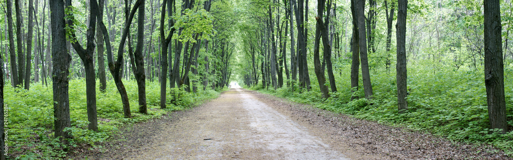 Аллея в парке. Аллея в парке.