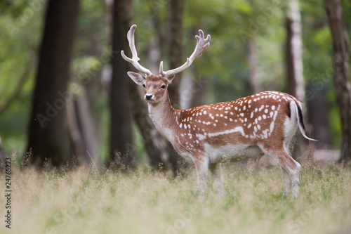 daim forêt mammifère daine faon cervidé bois photo