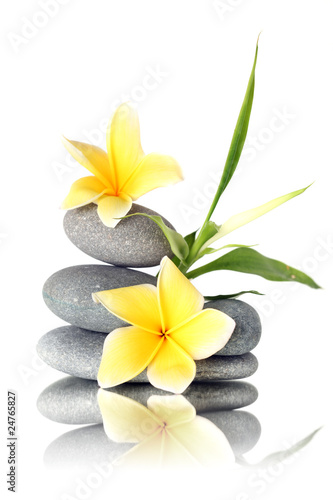 Yellow flowers on stacked stones