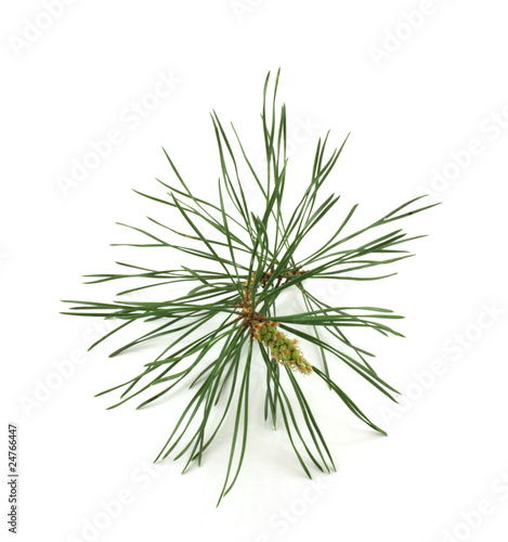 Twig of pine