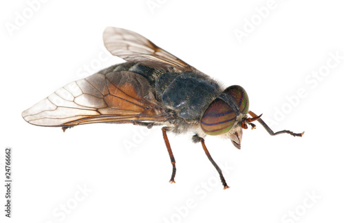 big gadfly with striped eyes