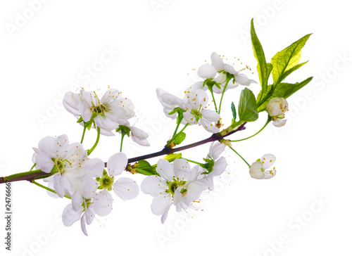 white cherry blooming close-up