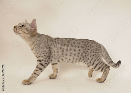 Photography OCICAT, 5 MESI.