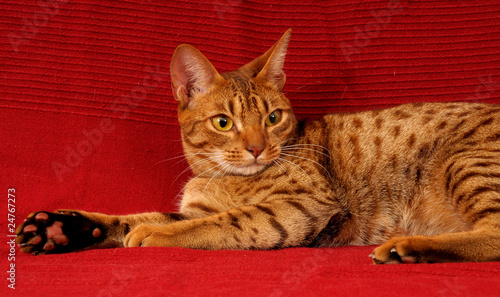 Photography OCICAT.