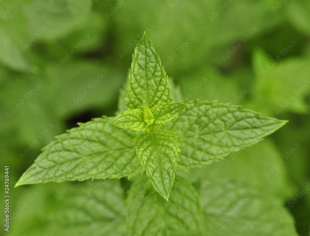 peppermint close up peppermint close up
