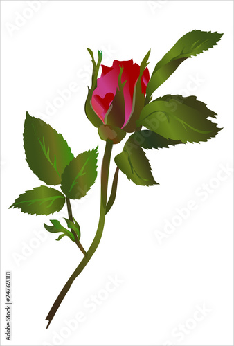 Роза бутон / Rose Bud