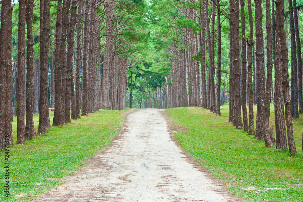 Fototapeta premium Spruce Tree Forest Path Way