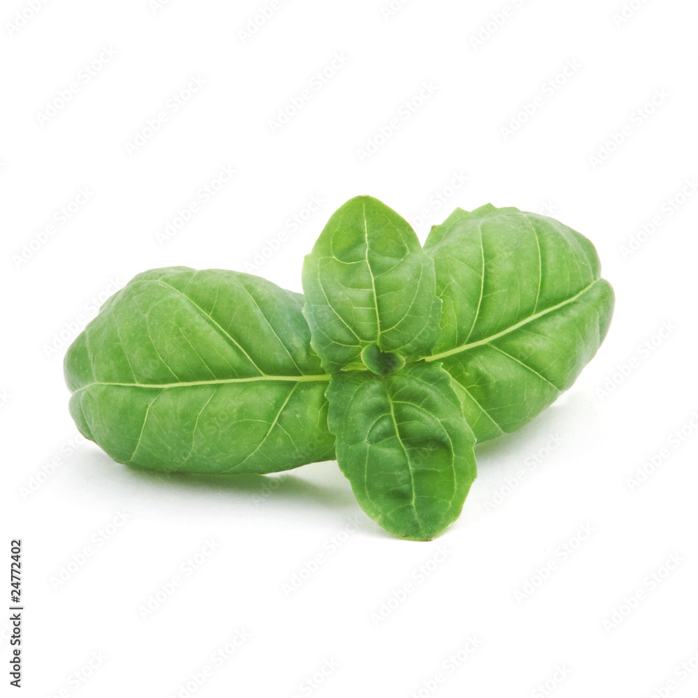 Fototapeta premium Basil branch, macro