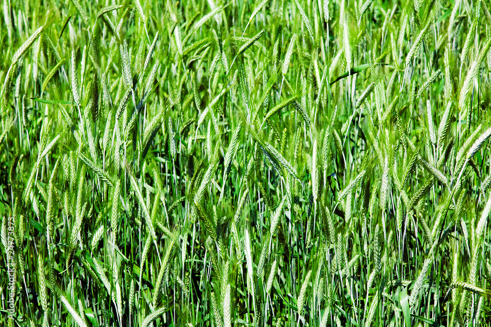 The grain The grain