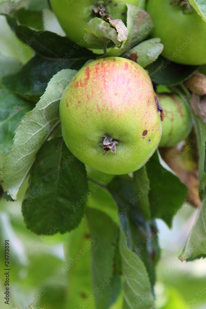 cooking apple