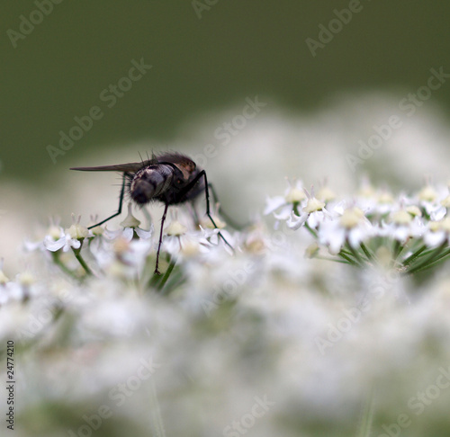 Fliege auf Scharfgarbe © focus finder