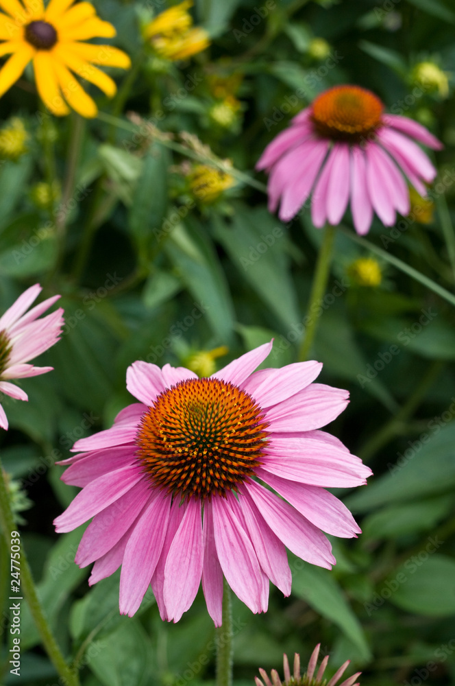 Fototapeta premium coneflower.