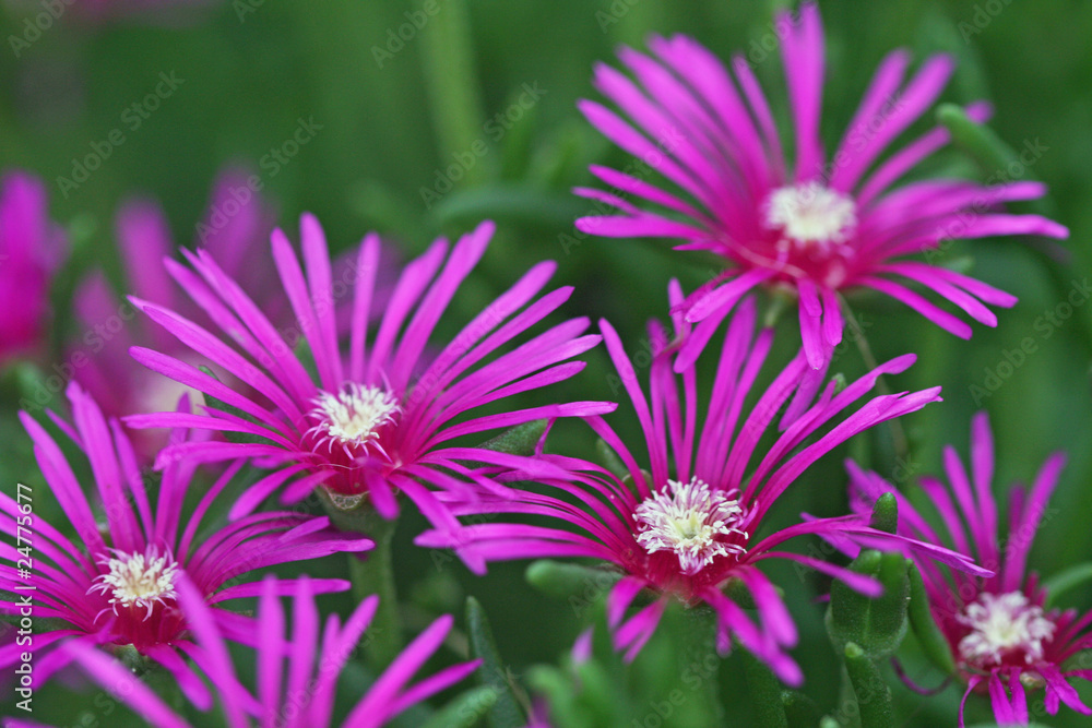Fototapeta premium Delosperma Flower
